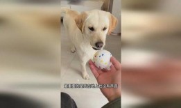 狗子的最新爆料,娱乐圈惊天大秘密大揭秘！
